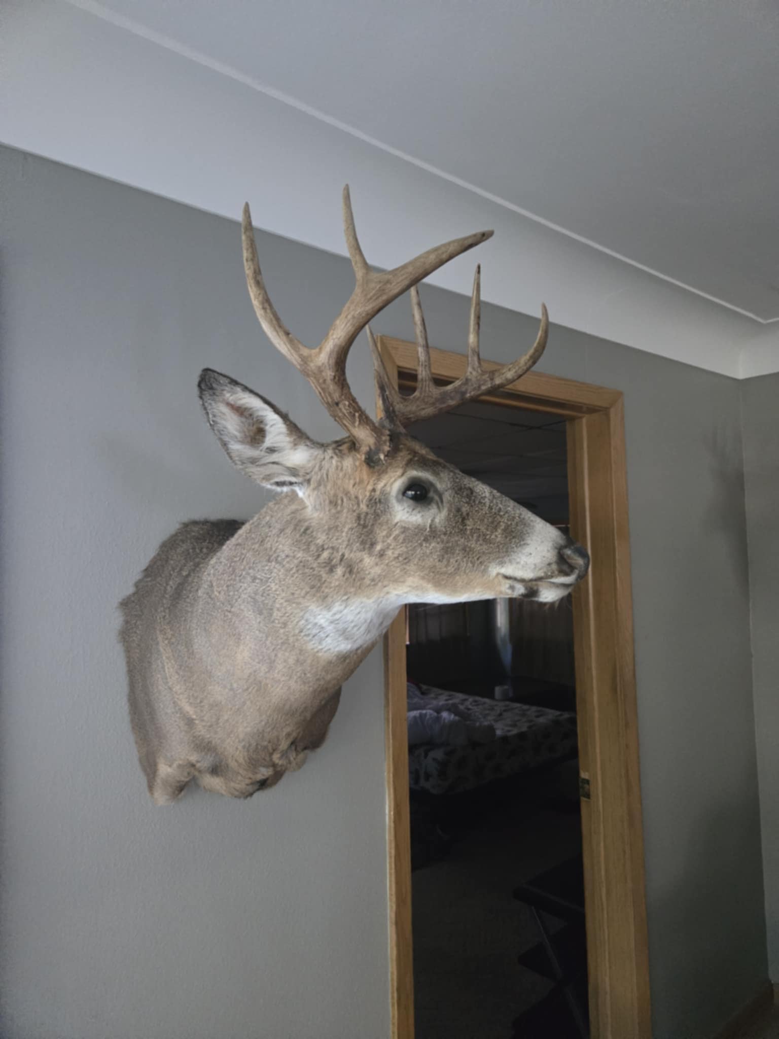 Whitetail Deer Mount